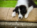 IMG_6609-Edit-Edit