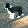 Buddy im Alter von 14 Wochen