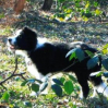 Im Wald auf Entdeckungsreise