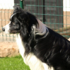 BuddyProfil280908