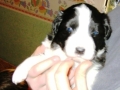 Buddy mit 3 Wochen, ist er nicht zuckersüß ??