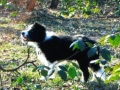 Im Wald auf Entdeckungsreise