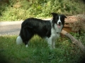 Buddy mit 10 Monaten