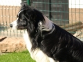 BuddyProfil280908