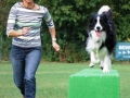 ...Buddy ist mit Elan bei der Sache...