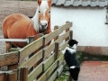 ...und Pferde gibt's im neuen zuhause auch, toll...