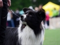 20140512_CACIB_Taran_2