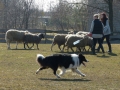 Taran_6