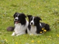 ...Buddy und Monty, zwei Freunde für´s Leben die sich bei uns gefunden haben...
