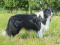 ...Monty mit nun 2 Jahren im Sommer 2008...