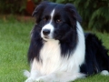 ...Monty in unserem Garten...