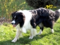 ...April 2008, Monty auf Entdeckungsreise im Garten von Elke und Manfred...