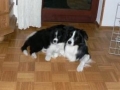 ...nach dem Fressen noch ein wenig kuscheln mit Buddy...