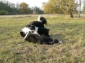 ...raufen und spielen mit Bingo und Buddy, am liebsten den ganzen Tag...