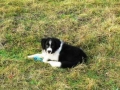 ...und jeden Tag ist spielen mit anderen Hunden angesagt...