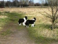 ...Buddy ist immer dabei und passt auf Monty auf...