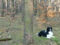 ...inzwischen ist es Winter geworden, auch ohne Schnee und Weihnachten steht vor der Tür. Aber trotzdem geht es jeden Tag raus in den Wald...