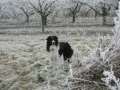 ...Winter 2007/2008, der Frost hat alles fest im Griff, aber Monty stört das wenig...