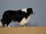 Monty