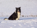 ... und nun Winter 2015/16...Schnee wie gehabt immer noch weiß...