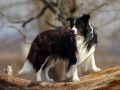 Nash mit 2,5  Jahren...