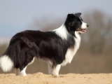 Nash