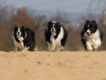 ...und dann nochmal Vollgas... (Buddy, Monty und Nash)