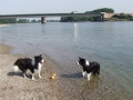 ...Buddy und Nash am Rhein 2012...
