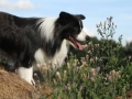 Nash mit 2 Jahren, im Sommer 2012