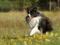 Nash mit 2 Jahren, im Sommer 2012