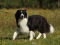 Nash mit 2 Jahren, im Sommer 2012