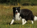 Nash mit 2 Jahren, im Sommer 2012