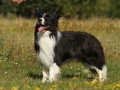 Nash mit 2 Jahren, im Sommer 2012