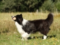 Nash mit 2 Jahren, im Sommer 2012