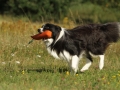 Nash mit 2 Jahren, im Sommer 2012