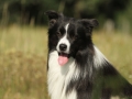 Nash mit 2 Jahren, im Sommer 2012