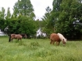 ...es geht doch nichts über saftiges grünes Gras....