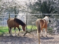 ...Willow und Faro im Frühjahr 2019 ...