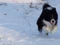 ...juhu, endlich Schnee... (Samu mit 18 Monaten im Winter 2015/16)