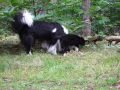 ..aber im Wald ist es auch schön...