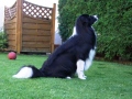 ...was sitzt dort in meiner Hecke...