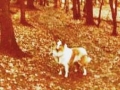 Der Wald war ihre 2. Heimat...