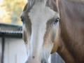 ...er war das Pony von unserem Sohn....