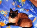 Unser Sheela wurde im Alter von 11 Jahren am 23.07.06 direkt vor unserem Haus von einen viel zu schnell fahrenden Auto überfahren. Sie war die beste Mäusefängerin die man sich vorstellen konnte