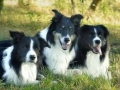 Bingo im Kreise seiner Freunde, Buddy links und Monty rechts - die "Drei" verstanden sich prächtig.